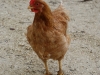 Una gallina dell'Azienda agricola Jervasciò